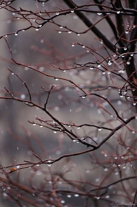 . I Love Rain, Crabapple Tree, Love Rain, Water Droplets, Jolie Photo, Rain Drops, Beautiful Photography, Rainy Days, Nature Beauty