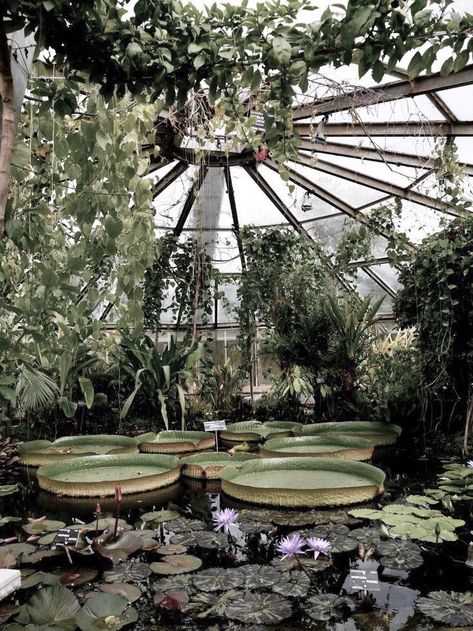 winter hayle • the lunar chronicles by marissa meyer Victorian Greenhouse, Victorian Greenhouses, Plant Aesthetic, Greenhouse Gardening, Greenhouses, Glass House, Nature Aesthetic, Water Lilies, Pretty Places