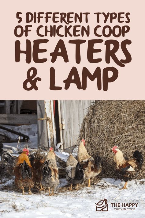 5 Best Types of Chicken and Chick Brooders and Heaters - Chicken Coop Solar Power, Heating Chicken Coop, Heated Chicken Coop, Chicken Coop Heating Ideas, Backyard Chickens Diy, Chicken Coop Building Plans, Cheap Chicken Coops, Chicken Brooder, Sustainable Farm