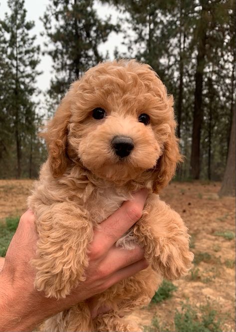 Brown Mini Poodle Puppy, Cute Poodle Puppies, Mini Puddle Dog Brown, Cute Small Brown Dogs, Apricot Poodle Puppy, Dog Toy Poodle, Golden Toy Poodle, Apricot Poodle Toy, Golden Poodle Puppy