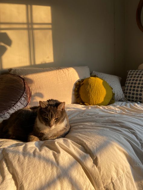 Cozy Home With Cat, Cats At Home Aesthetic, Cozy Cats Aesthetic, Cat In Home Aesthetic, Cozy Cat Aesthetic, Cat In Bedroom, Solo Life, C Is For Cat, Cozy Cat