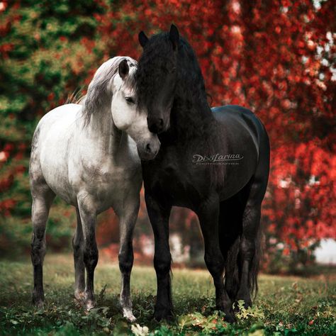 Two Horses Together, Two Horses In Love, 2 Horses, Beautiful Horses Photography, Horse Sketch, Beautiful Arabian Horses, Winged Horse, Horse Dressage, Horse Artwork