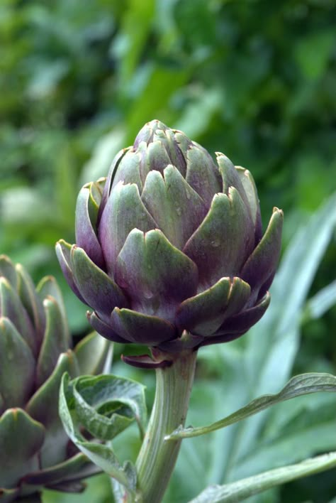 Artichoke Flower, Vegetables Photography, Illustration Botanique, Fruit Photography, Castle Garden, Food Painting, Airbrush Art, Botanical Flowers, Color Of Life