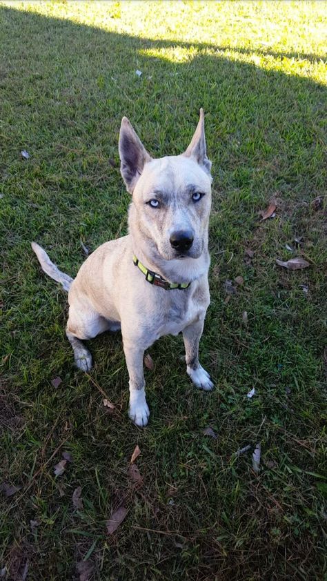 Maximus! :D Pitbull Husky Mix Puppies, Husky Pitbull Mix Dogs, Husky Pitbull Mix, Pitsky Puppy, Shepsky Puppy, Husky Pitbull, Pitbull Husky, Pitbull Mix Puppies, Three Animals