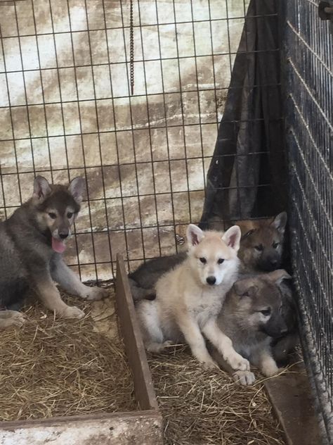 Wolf Hybrid puppies Wolf Dog Hybrid Puppy, Wolf Husky Hybrid, Wolf Hybrid Puppies, Wolf Hybrid Dogs, Wolf Dog Puppy, Wolfdog Hybrid, Female Wolf, Animal Families, Puppy Litter