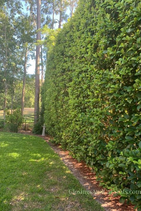 Sweet Viburnum Hedge Privacy Screens, Hopseed Bush Hedge, Patio Privacy Landscaping, Sweet Viburnum Hedge, Tall Bushes For Privacy, Privacy Bushes Along Fence, Hedge Backyard, Tall Hedges For Privacy, Hedge Fence Ideas