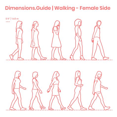 Assortment of women walking in side profile with various stances and walking positions. The average height of these females dressed in casual attire is set at 5’4” | 1.63 m. Multiple versions of detailed and outline silhouettes are available. Downloads online #design #humans #people #women Male Walking Reference, Walking Human Figure Drawing, Walking Human Drawing, Side Walk Reference, Walking Profile Reference, Male Walking Pose Drawing, Group Walking Reference, Side Walking Pose, Walking People Drawing