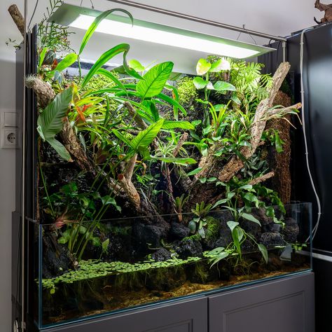 Das XXL Regenwald Paludarium war jetzt doch ein bisschen länger noch bei mir aber bald wird es umziehen! 😁🌿🌿 Was dann dort hin kommt weiß ich noch nicht. Habt ihr Vorschläge? Es wäre Platz für etwas mit bis 120x40cm oder 100x50cm 😁 -Werbung- #paludarium #terrarium #regenwaldterrarium #regenwald #terrascape #aquascaping #aquascape Paludarium Ideas, Creative Photography Projects, Aquascape Design, Terrarium Ideas, Red Eyed Tree Frog, Beautiful Terrariums, Apt Ideas, Terraria, Vivarium