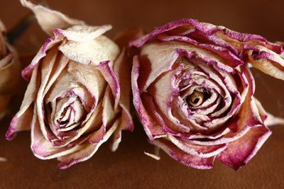 How To Dry Flowers In Microwave, How To Dry Flowers And Keep Color, How To Dry Flowers, Pot Image, Floating Flowers, Scented Sachets, Dry Flowers, Flower Corsage, Garden Guide