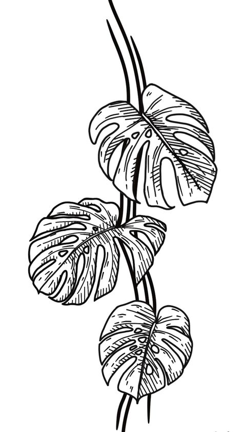 Plant Tattoo Monstera, Plumeria And Monstera Tattoo, Monstera Vine Tattoo, Monstera Leaves Tattoo, Monstera Leaves Drawing, Monstera Tattoos Leaves, Monstera Tattoo Sleeve, Monstera Tattoo Design, Monstera Plant Tattoo