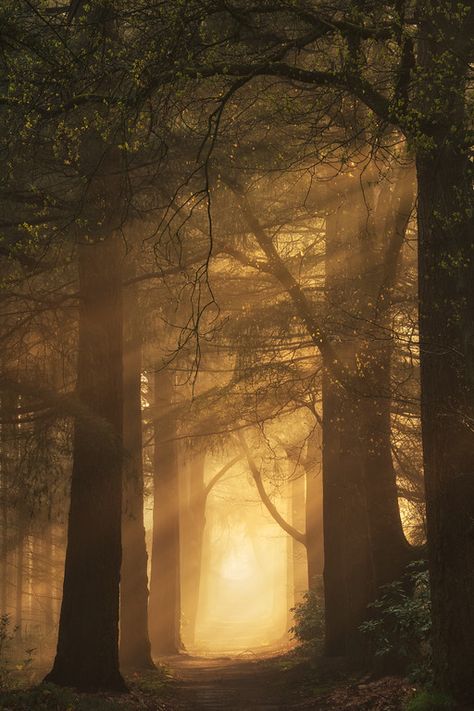 Golden alley Winter Golden Hour, Golden Hour Forest, Golden Hour Nature, Golden Lake, Spring Photos, Original Characters, Natural Gold, Golden Hour, Sunrise Sunset