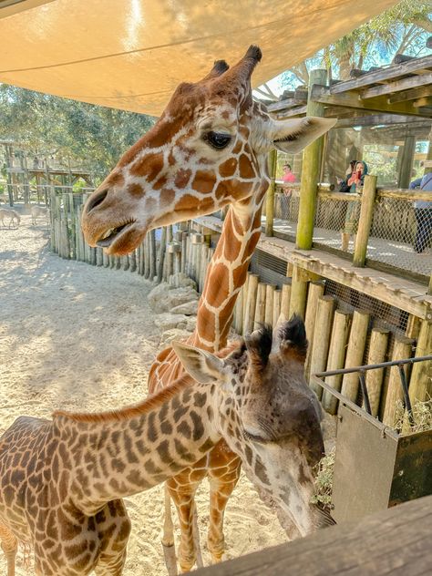 two sweet giraffes Giraffes Aesthetic, Zoo Giraffe, Styrofoam Art, Zoo Animals Photography, Giraffe Pictures, Girly Design, Cute Tigers, Pretty Animals, Happiest Place On Earth