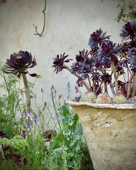 Chelsea Flower Show 2023, Crevice Garden, Plant Pairings, Sarah Price, Naturalistic Garden, Chelsea Garden, Drought Tolerant Landscape, Gravel Garden, Patio Wall