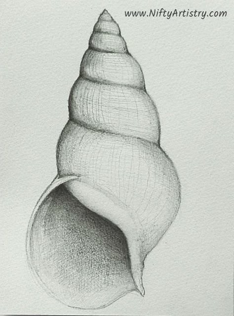 Easy Pencil Drawings, Shell Drawing, Learn To Sketch, Beauty Drawings, Pencil Shading, Object Drawing, 강아지 그림, Pencil Drawings Easy, Art Sketches Pencil