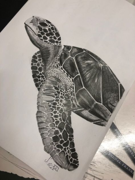 Animal Pencil Drawings Realistic, Art Sketches Sea Animals, Animal Sketching Ideas, Realistic Turtle Drawing, Very Detailed Drawings, Natural Forms Drawings, Animal Sketches Realistic, Turtle Drawing Realistic, Pencil Art Drawings Realistic