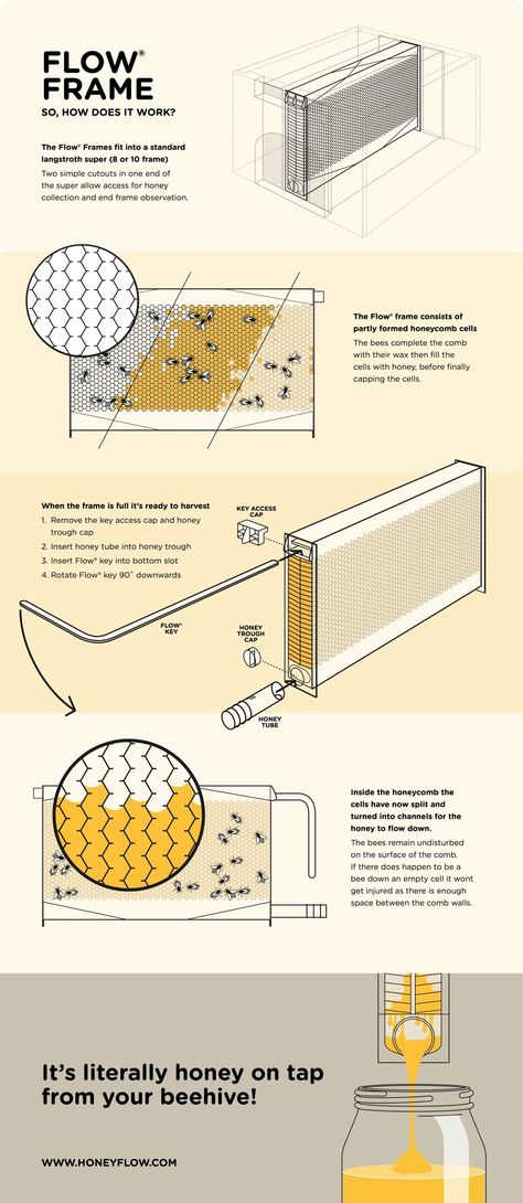 How Flow Works – Flow Hive US Flow Hive Plans, Hive Stand, Bee Hives Boxes, Harvesting Honey, Flow Hive, Evolution Of Life, Urban Beekeeping, Bee Hive Plans, Beekeeping For Beginners