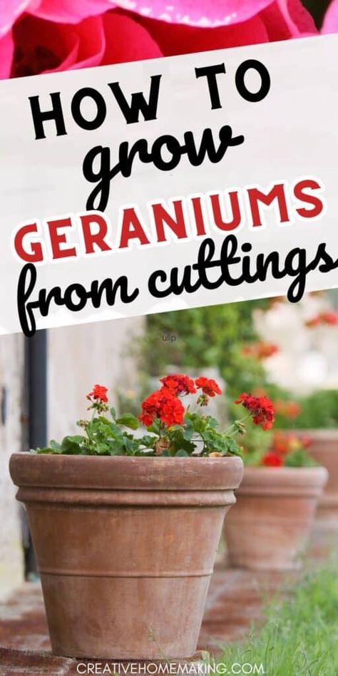 How to Grow Geraniums from Cuttings How To Grow Geraniums, Propagating Geraniums, Geraniums In Pots, Growing Geraniums, Geranium Care, Geraniums Garden, Butter Tart, Front Porch Flowers, Potted Geraniums