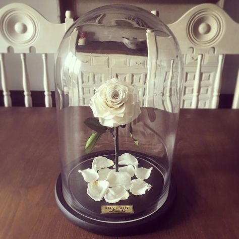 Jars Crafts, Bell Jars, Rose London, Eternal Rose, Forever Rose, Beauty Beast, Beauty Storage, Rose Decor, The Bell Jar