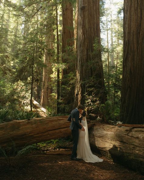 Part two of Maya & Nate 🤍 we chased rays of light and pockets of sunshine and wandered among the biggest trees and it was most idyllic My last trip to the redwoods this year was 10/10 #redwoodsnationalpark #redwoodselopement #nationalparkelopement #californiaelopement #adventureelopementphotographer #destinationelopement #forestelopement Redwoods elopement, national park elopement, elopement inspiration, Washington elopement photographer, Oregon elopement photographer, redwoods elopement... Red Wood Elopement, Red Woods Elopement, Redwoods Wedding Photos, Redwood National Park Elopement, Redwood National Park Wedding, Redwood Elopement, Redwoods National Park, Redwoods Elopement, Redwoods Wedding