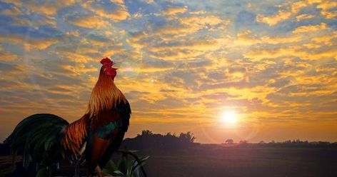 Net-Lease REITs Rule the Roost Hatching Chicks, Backyard Poultry, Image Film, Red Crown, Over The Hill, Classic Southern, Grow Business, Business Growth, Puppets