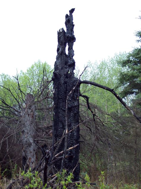 Burnt Tree Forest by Kim Newberg Burnt Tree, Burnt Forest, Mr Burns, Weird Trees, Set Design Theatre, Tree Roots, Lightning Strikes, Tree Forest, Bendy And The Ink Machine