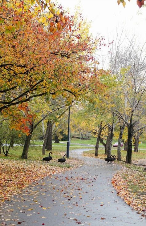 Autumn in Canberra - Lake Burley Griffin #cbr #canberra #australia #love #photography #beauty #nature #city #visitcanberra Autumn In Australia, Australia Autumn, Stitching Diy, Nature City, Australian Continent, Free Quilting Patterns, Canberra Australia, Beauty Nature, Photography Beauty