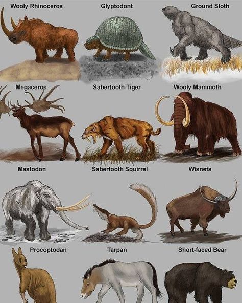 Paleozoic Era Animals, Megafauna Art, Cenozoic Era Animals, Animated Dinosaur, Cenozoic Era, Prehistoric Animals Dinosaurs, Paleolithic Art, Prehistoric Age, Pig Breeds