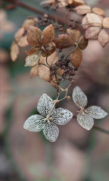 . Foto Macro, Airbrush Art, Colorful Life, Soft Autumn, Seed Pods, Natural Forms, Nature Beauty, Mother Nature, Hydrangea