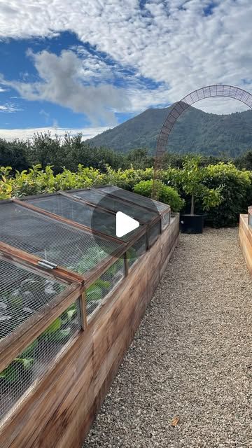 The Backyard Farm Company on Instagram: "Winter veggies all tucked up and safe! These wire mesh covers work wonders for keeping hungry critters out of the garden and they work especially well for cool-season leafy greens and root vegetables (which don’t have flowers that need to be pollinated, although bees can fit through this size screen, not all of them will make the effort). Pest pressure often worsens in the winter, when there is less available food in the natural surroundings, so these covers come in clutch! If you don’t want to build permanent structures like these, you can use wire cloches for individual plants or cover your garden beds securely with insect netting. These beautiful covers were designed and built by @skornickadesigns" Winter Veggies, Veggie Gardens, Backyard Farm, Insect Netting, Garden Idea, Backyard Farming, Potting Shed, Fence Gate, Beautiful Cover