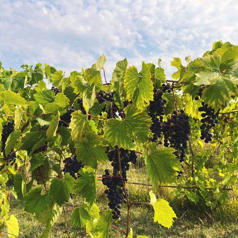 The Ripening Begins! The Countdown to Harvest is On! 🍂✨⁠ ⁠ Our grapes are working hard in the vineyards, developing the perfect balance of sugar, acidity, and tannins that will shape the flavors of our upcoming vintages. As they soften and sweeten, the anticipation for harvest grows stronger each day.⁠ ⁠ This is a pivotal moment, where patience and nature’s magic come together to create the wines we’re proud to share. Stay tuned as we get closer to bringing this year’s vintage from vine to gl... Wild Grapes, Grow Strong, Vines, Grapes, This Is Us, Bring It On, In This Moment