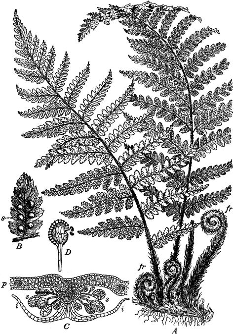 Fern Spore Plant Fern Spores, Fern Tattoo, Botanical Tattoo, Fern Plant, Plant Drawing, Nature Tattoos, Botanical Drawings, Skin Art, Plant Art