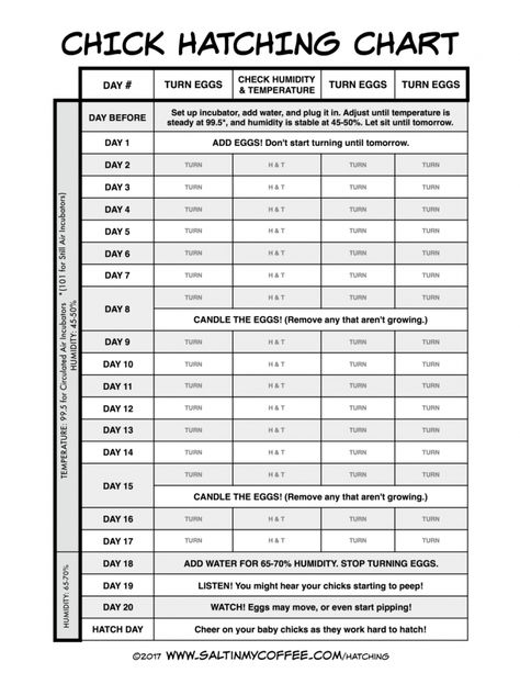 Egg Incubation Chart, Incubating Chicken Eggs, Diy Incubator, Chicken Hatching, Hatching Chickens, Chicken Incubator, Best Egg Laying Chickens, Laying Chickens, Egg Laying Chickens