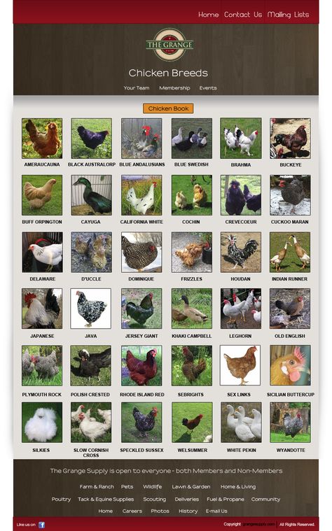 Chicken Breeds the khaki cambell, indian runner, white pekin and cayuga aren't chickens Kinds Of Chickens, Pictures Of Chickens, Chickens In The City, Chicken Breeds Chart, Laying Chickens Breeds, Laying Chickens, Best Egg Laying Chickens, Egg Laying Chickens, Types Of Chickens