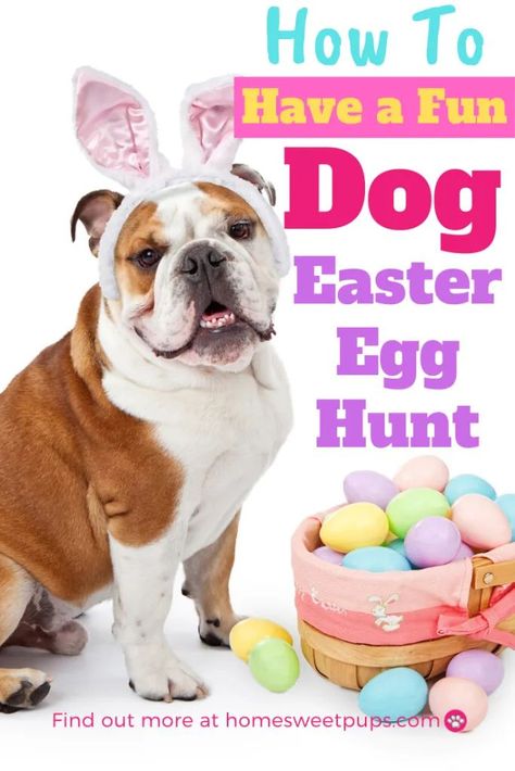 Dog Easter Basket, Dog Gift Basket, Dog Easter, Easter Event, Easter Hunt, Easter Dog, Easter Bunny Basket, Easter Basket Diy, Easter Gift Baskets