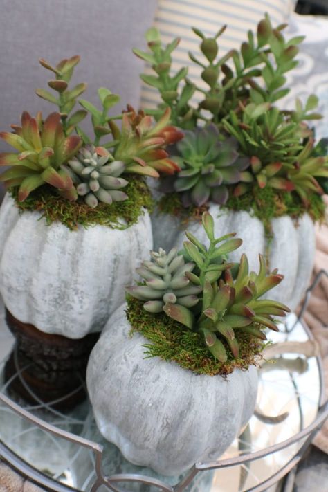 Exterior Halloween Decorations, Pumpkin Planters, Concrete Pumpkins, Pumpkins Ideas, Diy Pumpkins Crafts, Pumpkin Planter, Succulent Centerpieces, Foam Pumpkins, Fall Planters