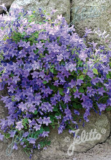 CAMPANULA portenschlagiana Portion(s) Campanula Portenschlagiana, Ground Covers, Purple Garden, Paving Stones, Violet Flower, Flowers Perennials, Ground Cover, Rock Garden, Flower Seeds