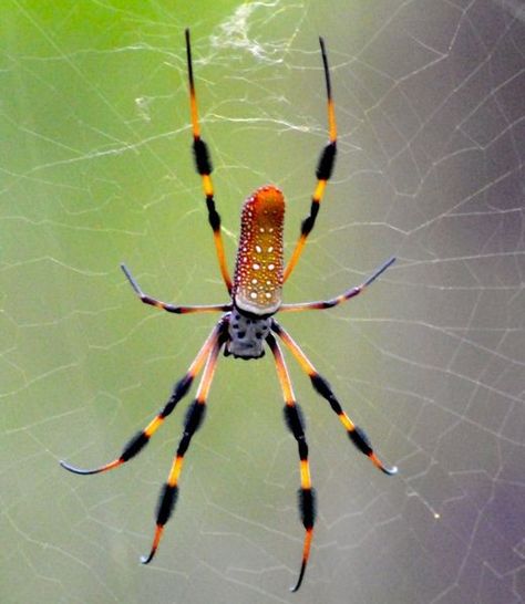 Banana Spider, Brown Recluse Spider, Spider Species, Spider Drawing, Brown Recluse, Spider Tattoo, Animal References, Animal Study, Arthropods