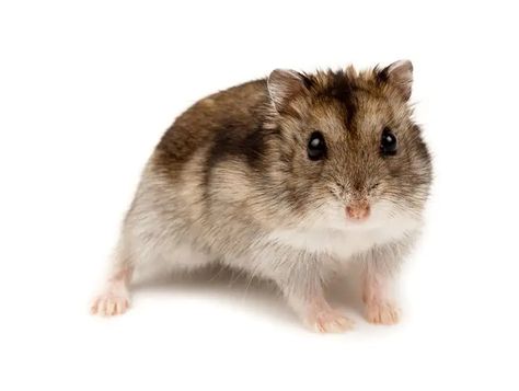 Dwarf Winter White Russian Hamster: Info, Pictures, Temperament & Traits | Pet Keen Siberian Hamster, Winter White Hamster, Russian Hamster, Roborovski Hamster, Hamster Breeds, Hamster Food, Pet Market, Syrian Hamster, White Russian