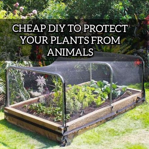 Cheap DIY ideas to protect your plants from animals. Watch this video to know how 🙂 Protect Vegetable Garden, Vegetable Garden Protection, Diy Garden Netting Ideas, Garden Cage Ideas, Garden Design To Keep Animals Out, Diy Plant Cage, Garden To Keep Animals Out, Protect Plants From Animals, Diy Garden Enclosure