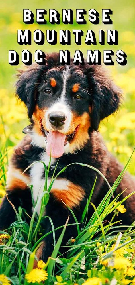 Bernese Mountain Dog Names - Perfect For Your Big Fluffy Dog Bernese Mountain Dog Names, Mountain Feist, Big Fluffy Dogs, Bernese Dog, Working Dogs Breeds, Best Dog Names, Bernese Mountain Dog Puppy, Pedigree Dog, Cute Corgi Puppy