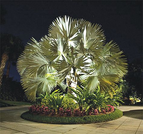 Tropical Landscape Lighting, Palm Trees Garden, Coast Landscape, Palm Trees Landscaping, Florida Landscaping, Landscape Lighting Design, Lighting Installation, Tropical Garden Design, Low Voltage Lighting