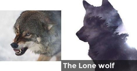 The Lone wolf | What type of wolf are you? Types Of Wolves, Spirit Animal Quiz, The Lone Wolf, Animal Quiz, Wolf Colors, Wolf Quotes, Timber Wolf, Types Of Animals, Lone Wolf