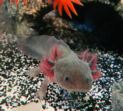 Gfp Axolotl, Aesthetic Axolotl, Axolotl Aesthetic, Axolotl Oc, Axolotl Pictures, Animal Website, Axolotl Wallpaper, Axolotl Tattoo, Axolotl Care