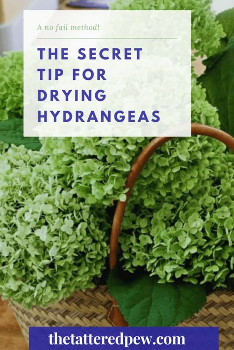 You can thank me later for my secret tip for drying hydrangeas! Dried Hydrangeas Centerpiece, Drying Hydrangeas, School Edition, Limelight Hydrangea, Hydrangea Centerpiece, Dried Hydrangeas, Diy Vintage Decor, Cottage Garden Design, Work Diy