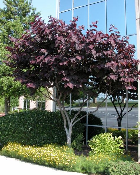 Forest Pansy, Screening Plants, Cercis Canadensis, Eastern Redbud, Screen Plants, Patio Trees, Tree Growth, Redbud Tree, Ornamental Trees