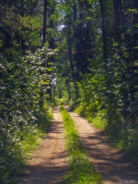 🇺🇸 Sunny summer day (Beltrami Island State Forest, Warroad, Minnesota) by Adam Johnson cr. Warroad Minnesota, Minnesota Scenery, Travel By Car, Adam Johnson, Minnesota Photography, Gravel Road, Forest Road, Minnesota State, Bear Cub