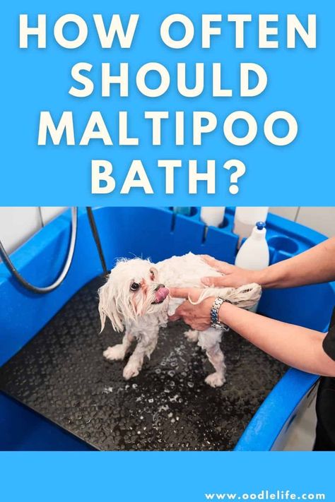 Poodle Breeds, Maltipoo Haircuts, Bath Tips, Puppy Shampoo, Oatmeal Dog Shampoo, Maltipoo Dog, Puppy Cuddles, Maltese Poodle, Best Shampoo