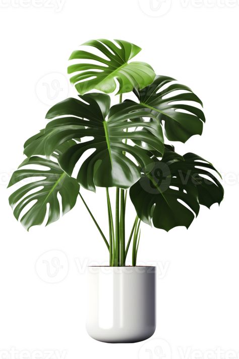 Monstera plant on ceramic pot. ai generated Monstera Pot, Graphic Design Assets, Monstera Plant, Transparent Design, Ceramic Pot, Design Assets, Free Png, Abstract Design, Transparent Background