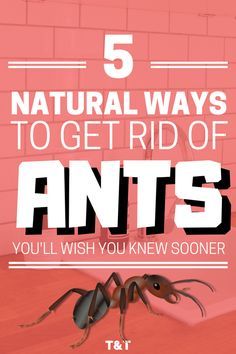 How to Get Rid of Ants in the House Naturally Without Chemicals Kill Ants Naturally, Home Remedies For Ants, Ant Remedies, Ant Spray, Ant Repellent, Ant Problem, Ants In House, Ant Control, Rid Of Ants