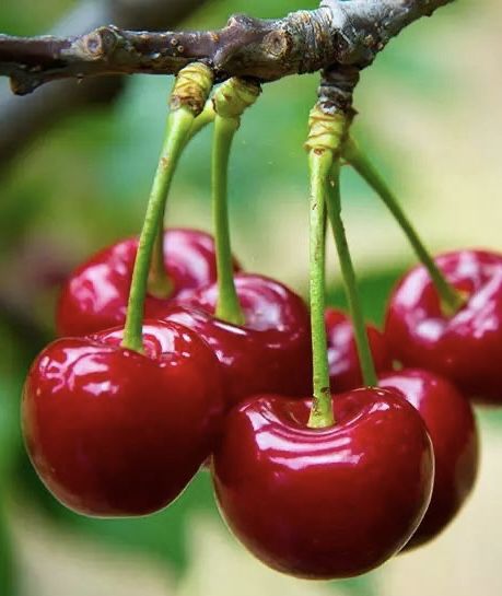 Berries Photography, Cherry Seeds, Cherry Plant, Rainier Cherries, Growing Fruit Trees, Plant Seedlings, Cherry Fruit, Fruit Photography, Fruit Seeds